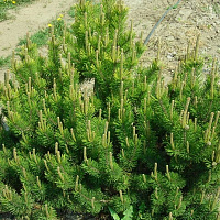 Сосна горная вар. Мугус (Pinus mugo var. mughus)