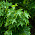 Клен остролистный 'Фарлейкс Грин' (Acer platanoides 'Farlake's Green')