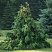 el-obyknovennaya-akrokona-picea-abies-acrocona-derevo