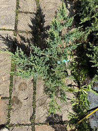 Можжевельник чешуйчатый 'Ханнеторп' (Juniperus squamata 'Hunnetorp')
