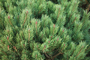 Сосна горная распростертая (Pinus mugo var. mughus)