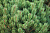 Сосна горная 'Майерс Дварф' (Pinus mugo 'Mayers Dwarf')