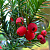 Тисс ягодный 'Соната' (Taxus baccata 'Sonata')