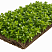 (MR-532-1)sedum-kamchatskiy-v-lotke-rulonnye-mnogoletniki-ilbosco.png