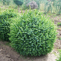 Ель сербская 'Нана' (Picea omorica 'Nana')
