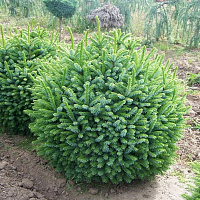 Ель сербская 'Нана' (Picea omorica 'Nana')