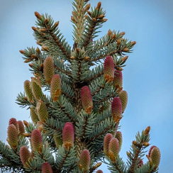 Ель колючая 'Колорадо Блю' (Picea pungens 'Colorado Blue')