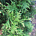 tuya-zapadnaya-stolvik-thuja-occidentalis-stolwijk-hvoya