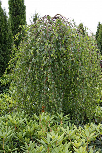 bereza-yungi-betula-youngi-krona-900x1350