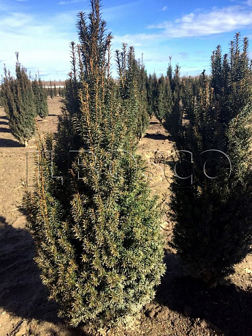 tiss-yagodnyj-taxus-baccata-overeynderii-derevo.jpg