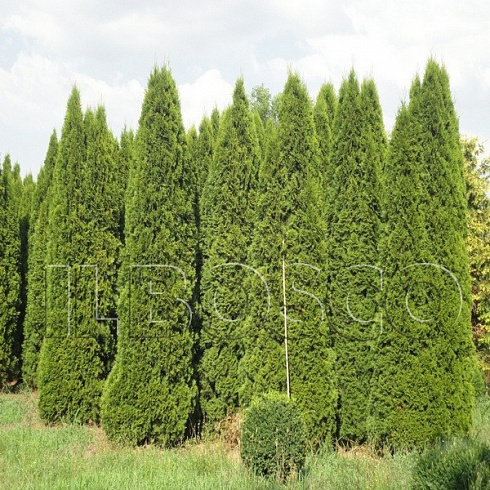 tuya-zapadnaya-smaragd-thuja-occidentalis-smaragd-derevya