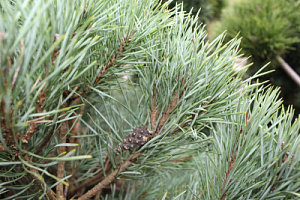 Сосна обыкновенная 'Ватерери' (Pinus sylvestris 'Watereri')