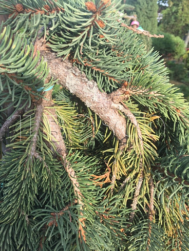 el-obyknovennaya-inversa-picea-abies-inversa-vetv