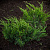 Можжевельник пфицериана 'Минт Джулеп' (Juniperus pfitzeriana 'Mint Julep')