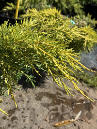 Можжевельник пфицериана 'Сайбрук Голд' (Juniperus pfitzeriana 'Saybrook Gold')