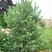 sosna-obyknovennaya-pinus-sylvestris-molodoe-derevo