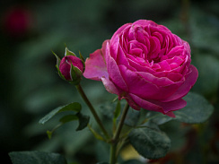 Роза 'Леонардо да Винчи' (Rose 'Leonardo da Vinci')
