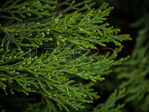mozhzhevelnik-kazackij-tamariscifoliya-juniperus-sabina-tamariscifolia-krona.jpg