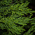 mozhzhevelnik-kazackij-tamariscifoliya-juniperus-sabina-tamariscifolia-krona.jpg