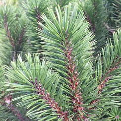 Сосна горная 'Грюне Кугель' (Pinus mugo 'Grune Kugel')