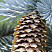 el-kolyuchaya-golubaya-picea-pungens-shishka