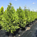 tuya-zapadnaya-brabant-thuja-occidentalis-brabant-sazhency-ryadami