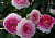 Роза 'Цезарь' (Rose  'Cesar')