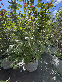 Лещина 'Московский рубин' (Corylus 'moskovskiy rubin')