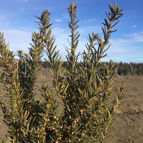 tiss-srednij-hili-taxus-media-hilii-pobeg.jpg