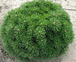 Сосна горная 'Бенджамин' (Pinus mugo 'Benjamin')