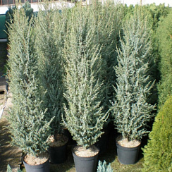 Можжевельник обыкновенный 'Хиберника' (Juniperus communis 'Hibernica')