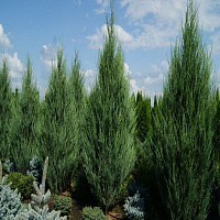 Можжевельник скальный 'Скайрокет' (Juniperus scopulorum 'Skyrocket')
