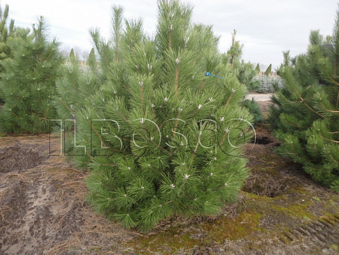 sosna-chernaya-pinus-nigra-derevo