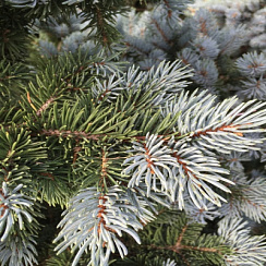 Ель колючая 'Монтгомери' (Picea pungens 'Montgomery')