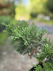 Можжевельник казацкий 'Там Ноу Блайт' (Juniperus sabina 'Tam No Blight')