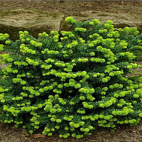 Пихта корейская 'Бриллиант' (Abies koreana 'Brilliant')