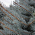 el-kolyuchaya-golubaya-picea-pungens-krona