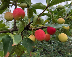 Яблоня декоративная 'Долго' (Malus 'Dolgo')