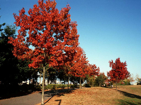 dub-krasnyj-quercus-rubra-derevo