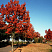 dub-krasnyj-quercus-rubra-derevo