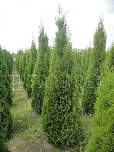 tuya-zapadnaya-smaragd-thuja-occidentalis-smaragd-sazhency-ryadami