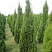 tuya-zapadnaya-smaragd-thuja-occidentalis-smaragd-sazhency-ryadami