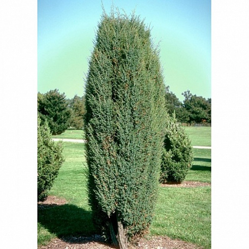 mozhzhevelnik-obyknovennyj-suehcika-juniperus-communis-suecica-strogo-vertikalnyj