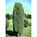 mozhzhevelnik-obyknovennyj-suehcika-juniperus-communis-suecica-strogo-vertikalnyj