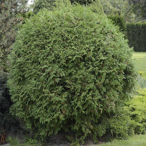tuya-zapadnaya-vudvardi-thuja-occidentalis-woodwardii-derevo.jpg