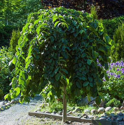 Вяз шершавый 'Camperdownii' (Ulmus glabra 'Camperdownii')
