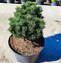 Сосна горная "Грюне Хейде" (Pinus mugo 'Grüne Heide')