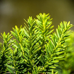 Тисс средний 'Хилли' (Taxus media 'Hillii')