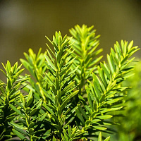 Тисс средний 'Хилли' (Taxus media 'Hillii')