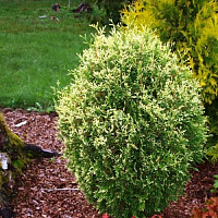 Туя западная 'Голд Перл' (Thuja occidentalis 'Gold Perle' )